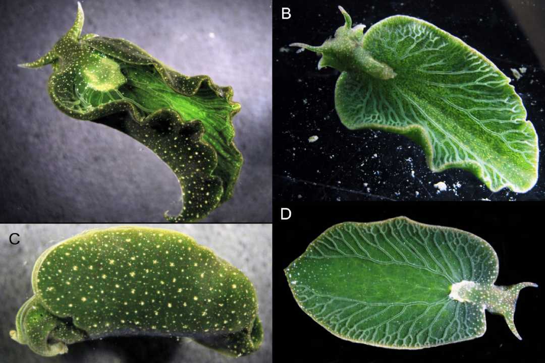 Elysia Chlorotica Hewan yang Bisa Fotosintesis Seperti Tumbuhan
