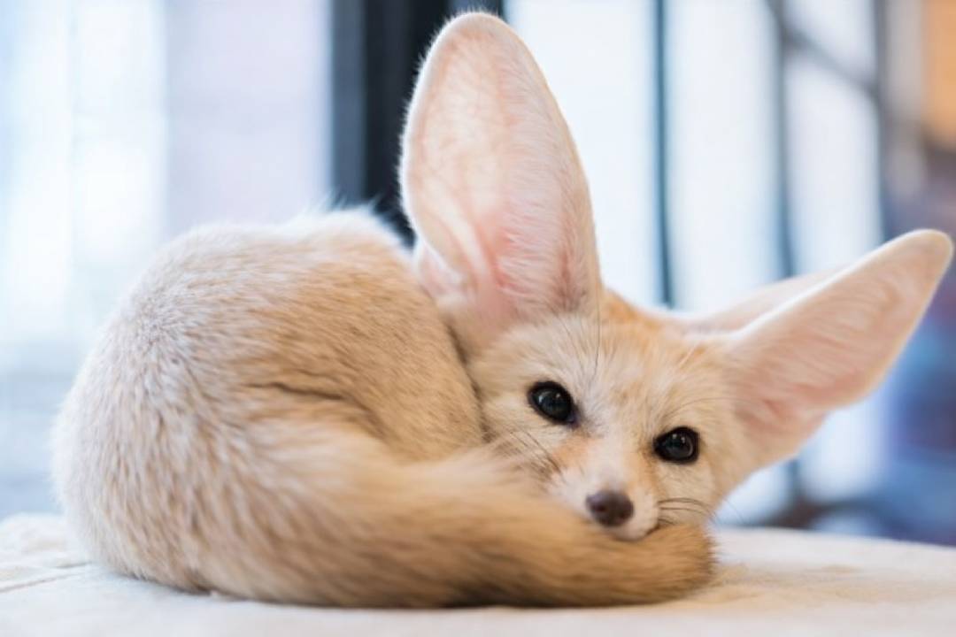 Fennec Fox Rubah Gurun Bertelinga Besar yang Menjadi Salah Satu Hewan Paling Imut di Dunia
