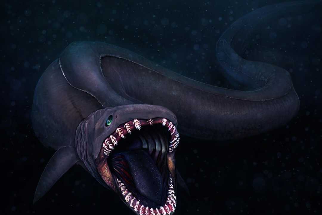 Frilled Shark Ikan Purba yang Hampir Tak Berubah Sejak Zaman Dinosaurus