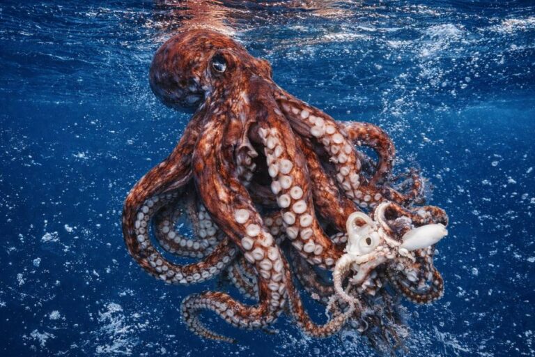 Giant Squid Dari Legenda Laut Menjadi Fakta Ilmiah