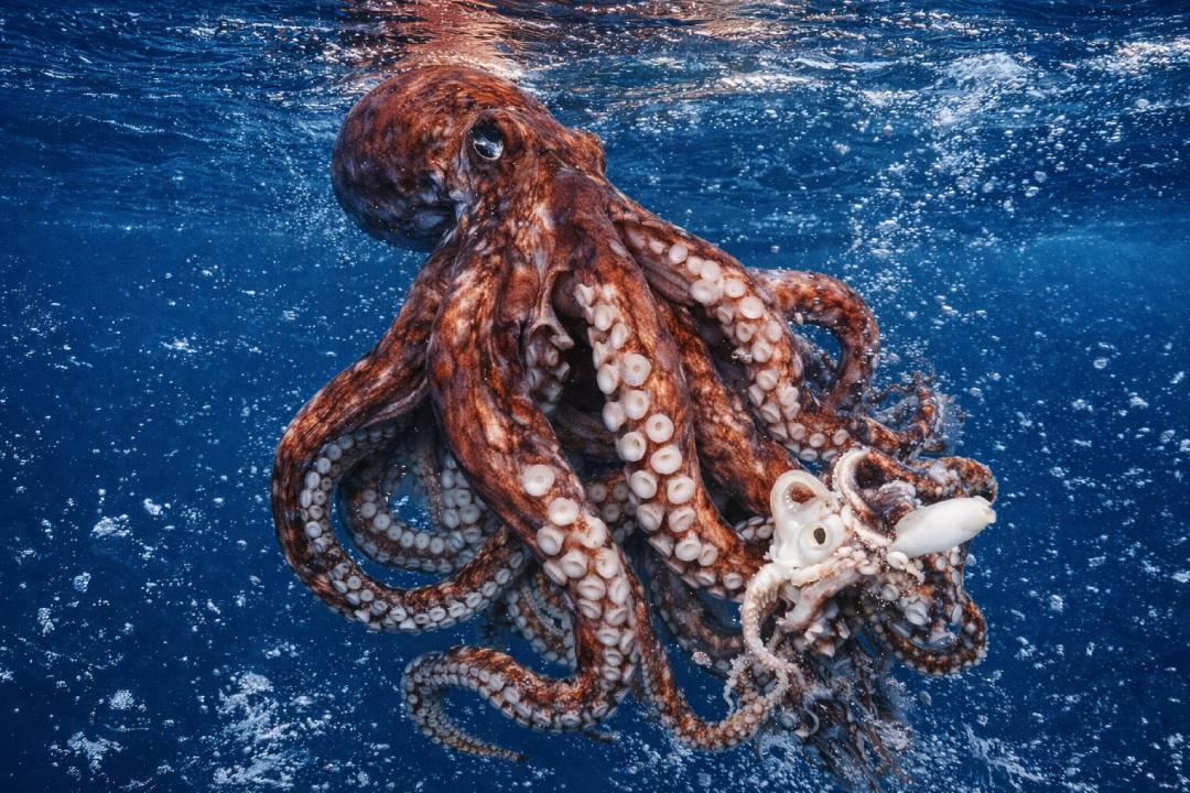 Giant Squid Dari Legenda Laut Menjadi Fakta Ilmiah