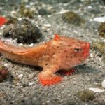 Handfish Ikan Unik yang Bisa Berjalan di Dasar Laut