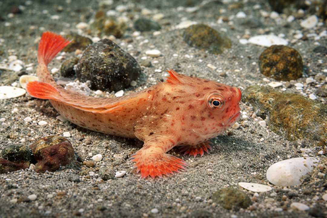 Handfish Ikan Unik yang Bisa Berjalan di Dasar Laut