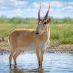 Hewan Langka Saiga Antelope Dikenal dengan Hidung Besar yang Unik