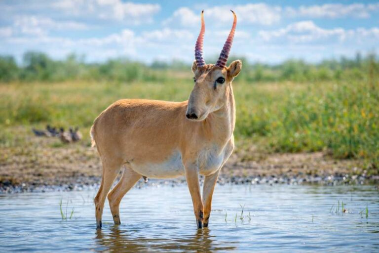 Hewan Langka Saiga Antelope Dikenal dengan Hidung Besar yang Unik