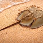Horseshoe Crab Fosil Hidup dari Zaman Dinosaurus yang Masih Bertahan Hingga Kini