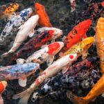 Ikan Koi Simbol Keberuntungan dan Keindahan yang Sarat Makna