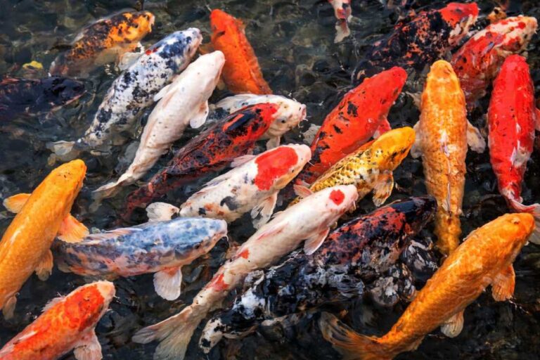 Ikan Koi Simbol Keberuntungan dan Keindahan yang Sarat Makna