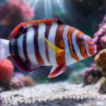 Keunikan Harlequin Tusk Fish Ikan Laut dengan Gigi Tajam dan Warna Cerah