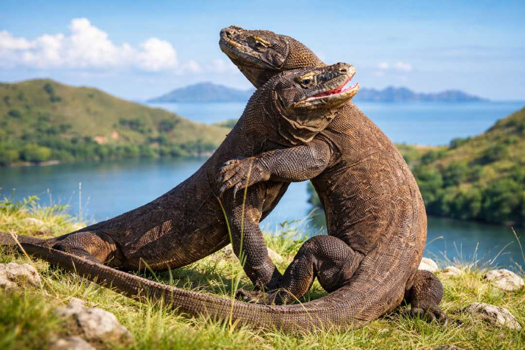 Komodo Kadal Raksasa Indonesia yang Pernah Dianggap Mitos