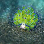 Leaf Sheep Hewan Laut Kecil yang Mirip Tanaman Hidup