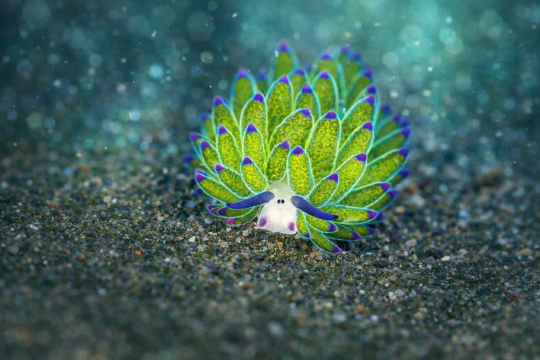 Leaf Sheep Hewan Laut Kecil yang Mirip Tanaman Hidup