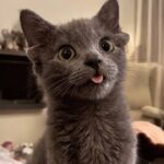 Midas Kucing Viral dengan Empat Telinga dan Lidah Tambahan