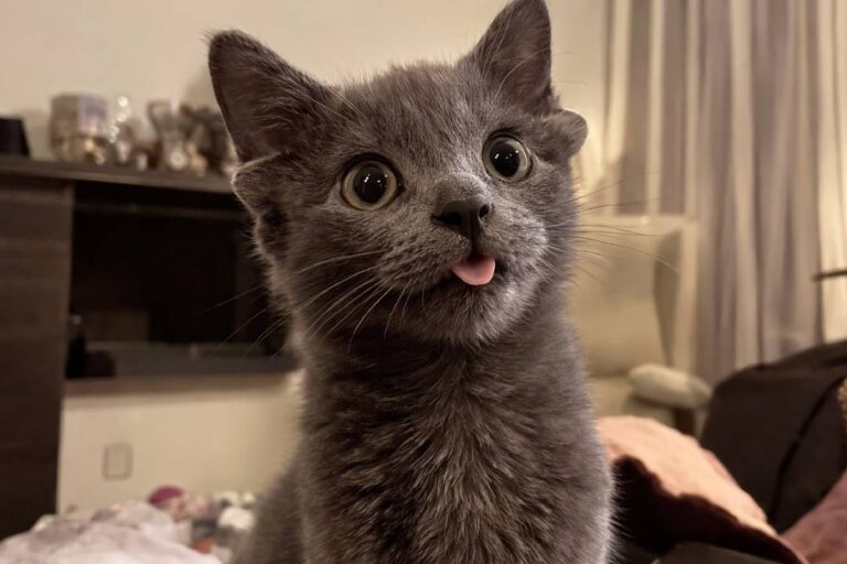 Midas Kucing Viral dengan Empat Telinga dan Lidah Tambahan