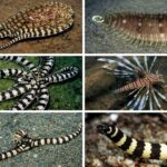 Mimic Octopus Gurita Unik yang Bisa Meniru Banyak Hewan Laut