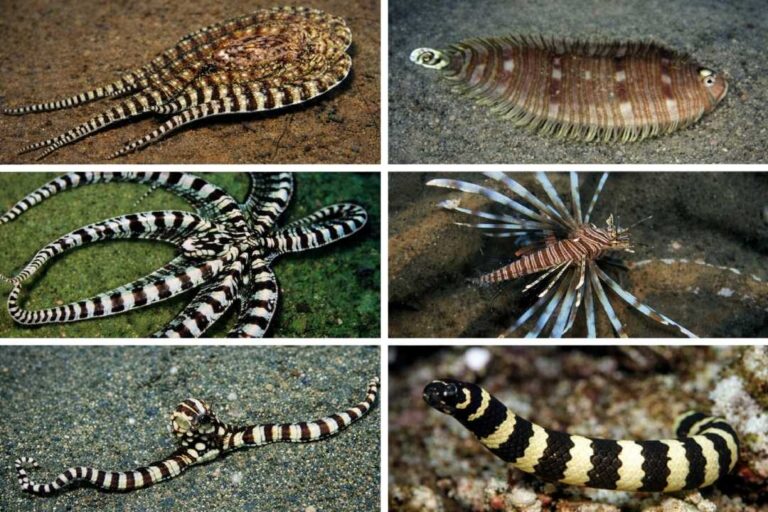 Mimic Octopus Gurita Unik yang Bisa Meniru Banyak Hewan Laut