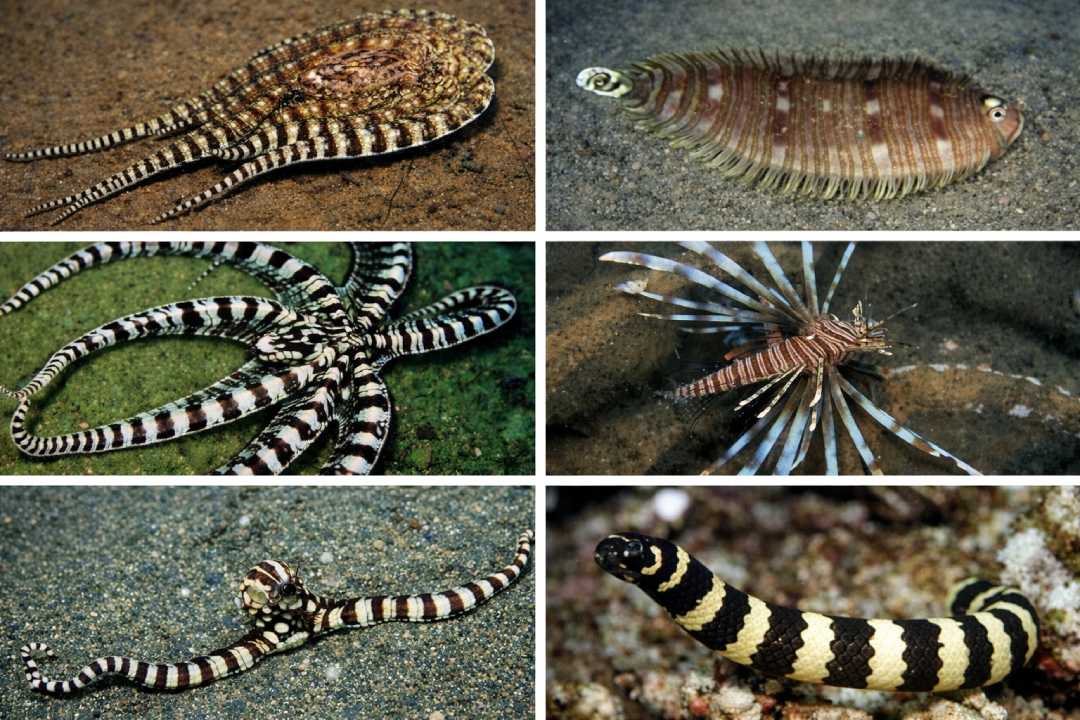 Mimic Octopus Gurita Unik yang Bisa Meniru Banyak Hewan Laut