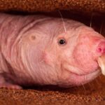 Naked Mole Rat Hewan Aneh dengan Kemampuan Anti Kanker