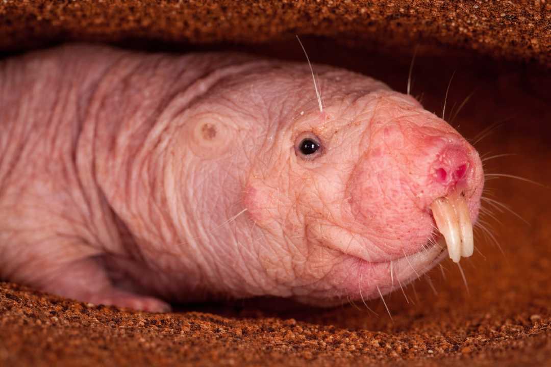 Naked Mole Rat Hewan Aneh dengan Kemampuan Anti Kanker