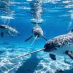 Narwhal Makhluk Laut dengan Tanduk Unicorn dan Peran Penting dalam Ekosistem Arktik