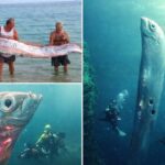 Oarfish Ikan Laut Dalam yang Menjadi Mitos Pertanda Gempa