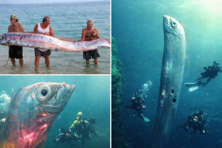 Oarfish Ikan Laut Dalam yang Menjadi Mitos Pertanda Gempa