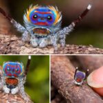 Peacock Spider, Tarian Paling Unik Saat Menarik Pasangan