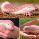 Pink Fairy Armadillo Mamalia Langka Berwarna Merah Muda yang Hidup di Argentina