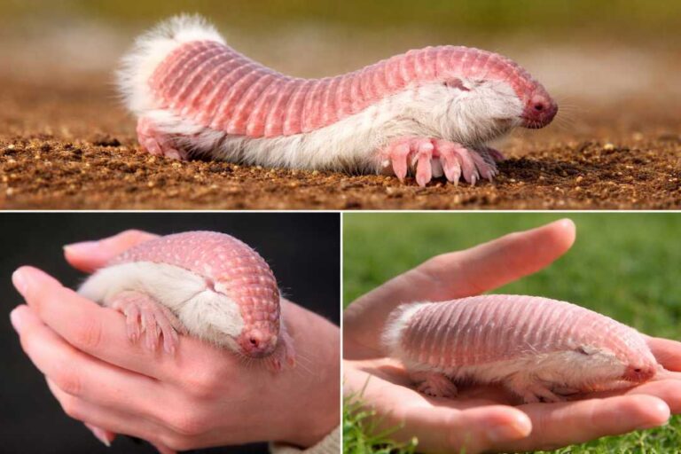 Pink Fairy Armadillo Mamalia Langka Berwarna Merah Muda yang Hidup di Argentina