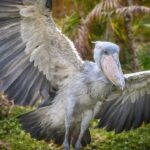 Shoebill Stork Burung Misterius dengan Tatapan Mengintimidasi