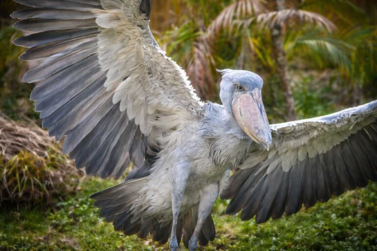 Shoebill Stork Burung Misterius dengan Tatapan Mengintimidasi