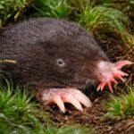 Star-nosed Mole Hewan Pemakan Serangga dengan Hidung Berbentuk Bintang