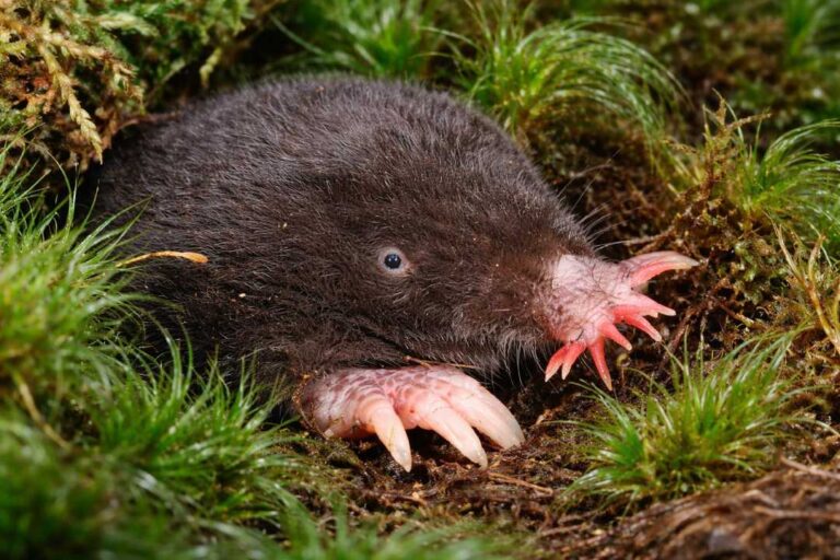 Star-nosed Mole Hewan Pemakan Serangga dengan Hidung Berbentuk Bintang