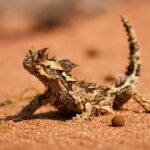 Thorny Devil, Kadal Unik dengan Duri Tajam dari Australia