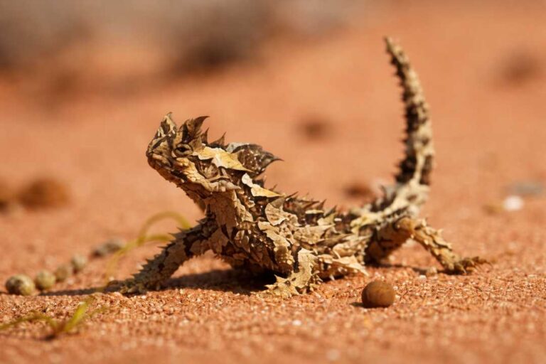 Thorny Devil, Kadal Unik dengan Duri Tajam dari Australia