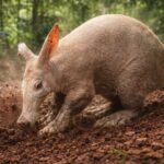 Aardvark Sang Penggali Ulung dan Pemakan Rayap dari Afrika