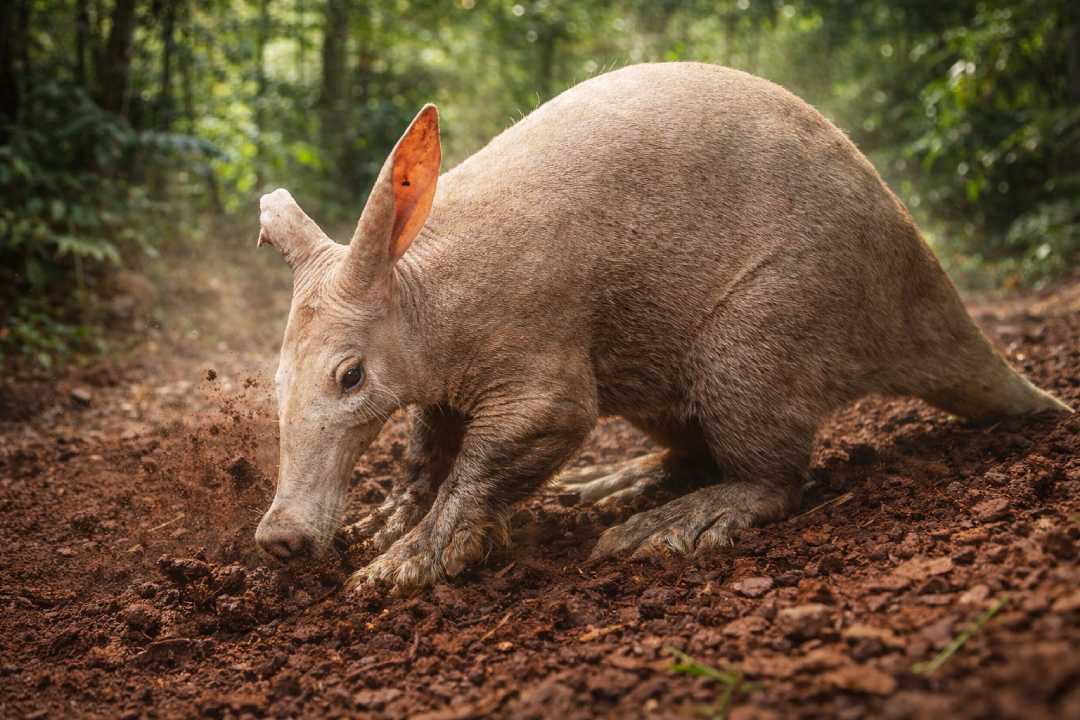 Aardvark Sang Penggali Ulung dan Pemakan Rayap dari Afrika