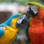 Burung Kakaktua yang Bisa Meniru Cara Bicara Manusia