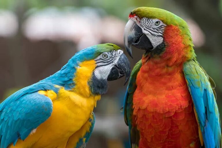 Burung Kakaktua yang Bisa Meniru Cara Bicara Manusia