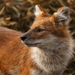 Dhole Anjing Liar Asia yang Cerdas, Mematikan, dan Hampir Punah