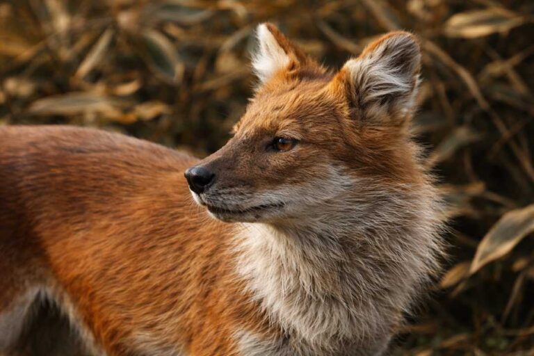 Dhole Anjing Liar Asia yang Cerdas, Mematikan, dan Hampir Punah