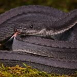 Dragon Snake, Ular Langka Indonesia dengan Sisik Unik Seperti Naga