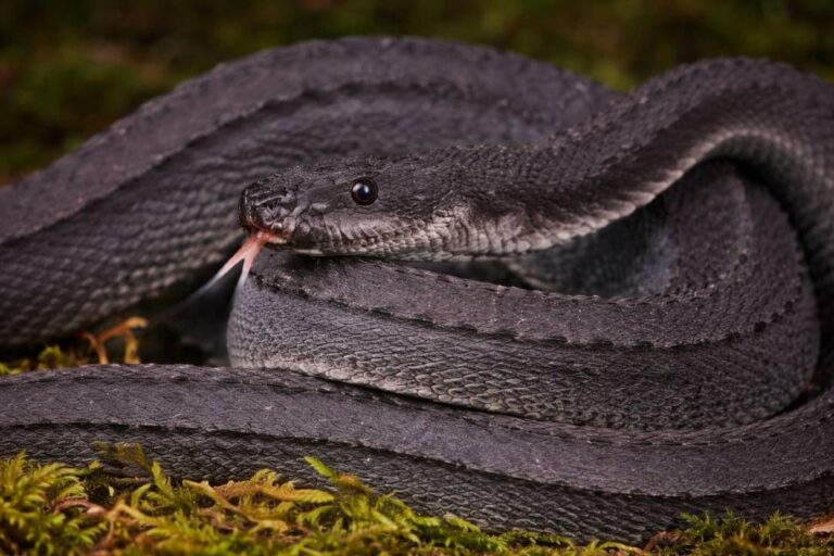 Dragon Snake, Ular Langka Indonesia dengan Sisik Unik Seperti Naga