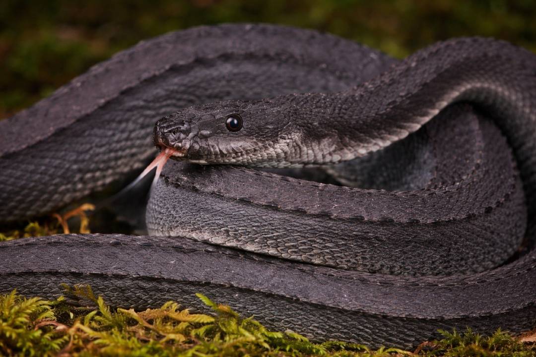 Dragon Snake, Ular Langka Indonesia dengan Sisik Unik Seperti Naga