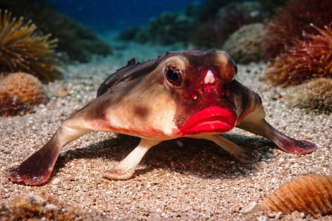 Fakta Unik Red-Lipped Batfish: Ikan Aneh yang Lebih Sering Berjalan di Dasar Laut