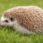 Hedgehog Hewan Eksotis dengan Duri Tajam dan Wajah Menggemaskan