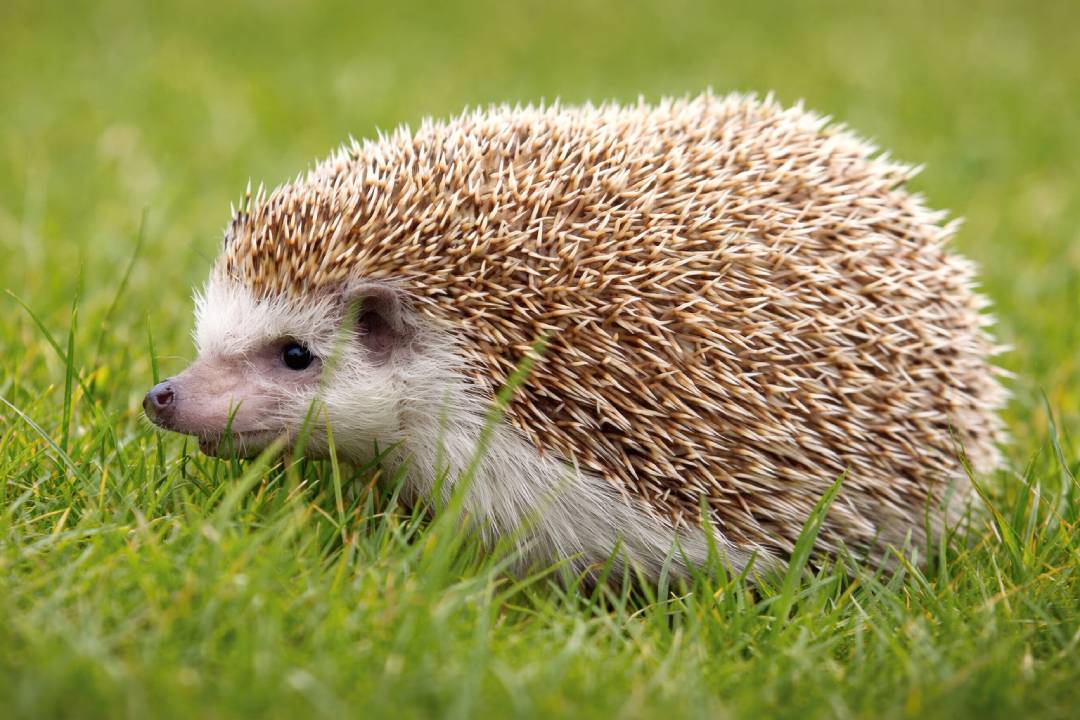 Hedgehog Hewan Eksotis dengan Duri Tajam dan Wajah Menggemaskan