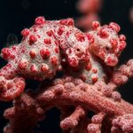 Hewan Laut Paling Sulit Ditemukan Pygmy Seahorse yang Super Menggemaskan