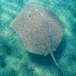 Ikan Pari Macan Keindahan yang Terancam Punah di Laut Tropis