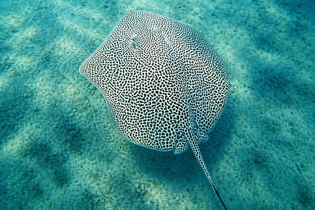 Ikan Pari Macan Keindahan yang Terancam Punah di Laut Tropis